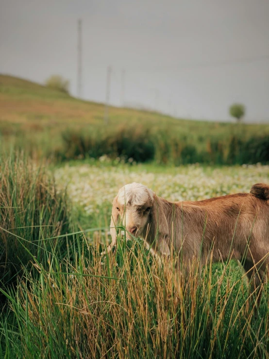 a brown cow in a field surrounded by tall grass