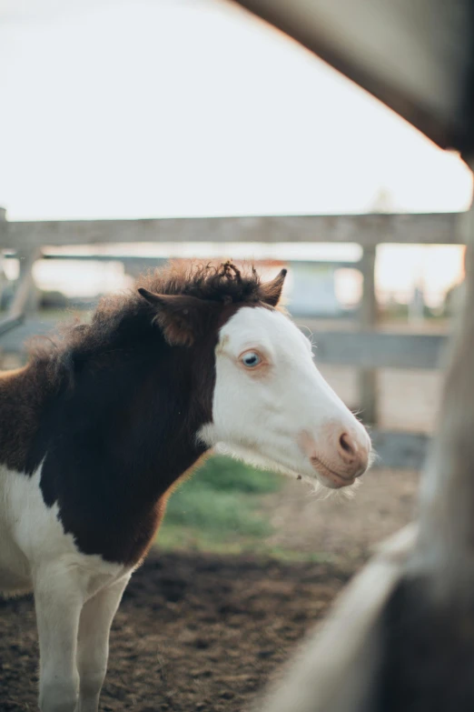 a small black and white horse is standing in an enclosure