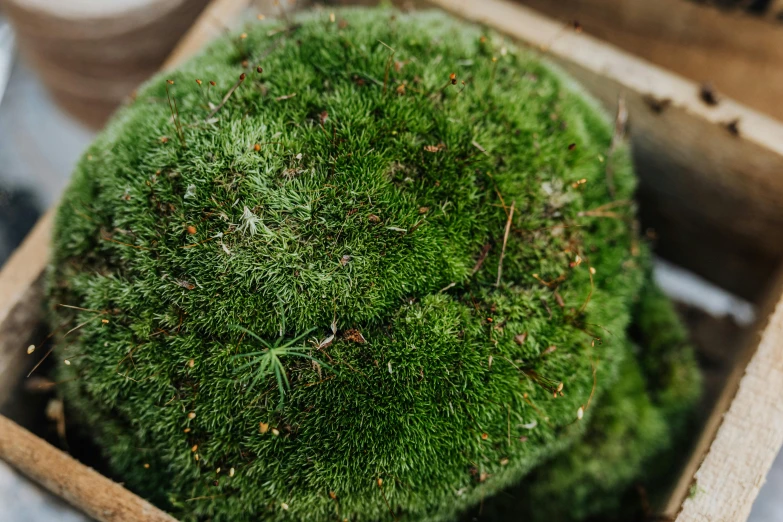 green moss sits inside an old wooden crate