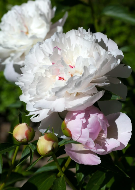 the two white flowers have pink petals on them