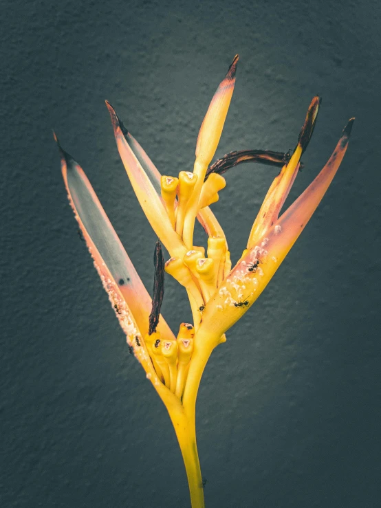 a flower with large, thin leaves on top