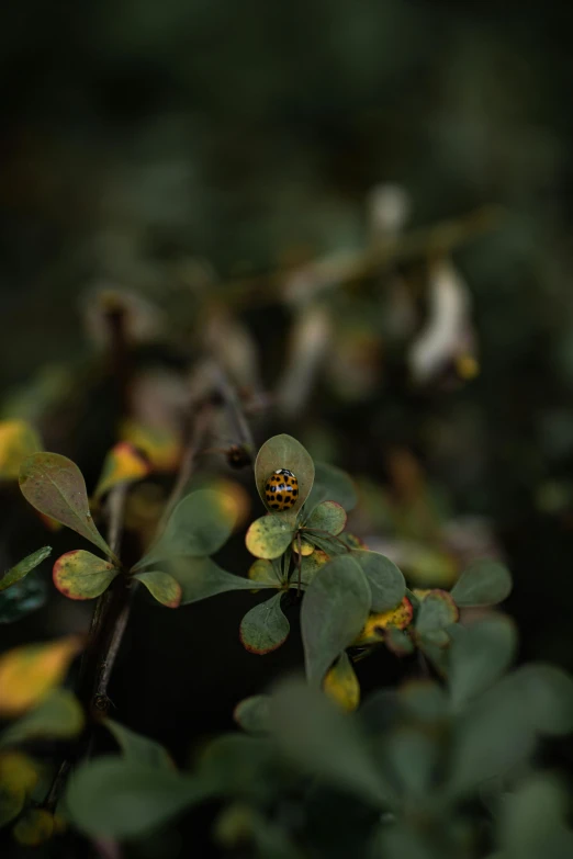 a small bird sits on a flower, with leaves on the other side