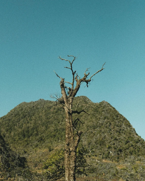 the lonely bare tree is near a big hill