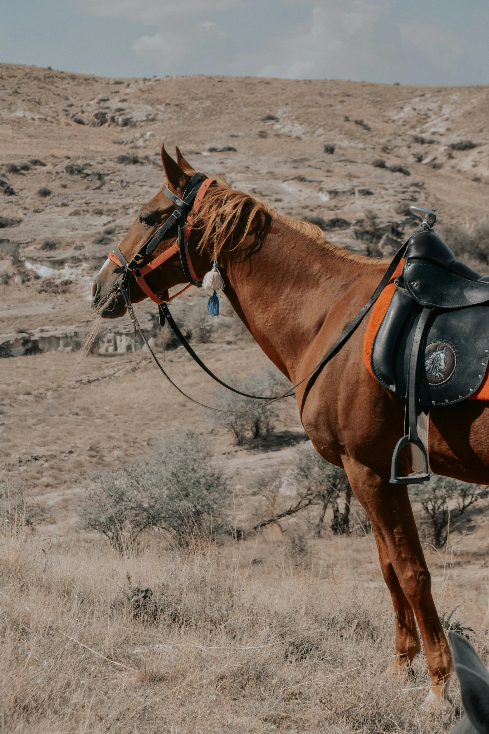 a brown horse in the grass standing next to a tree