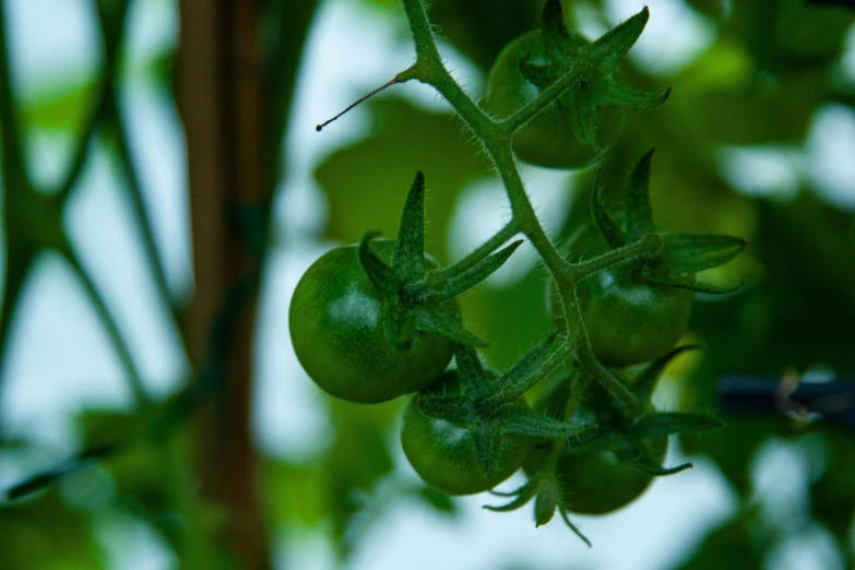 a vine that is reaching toward the sky and growing on it