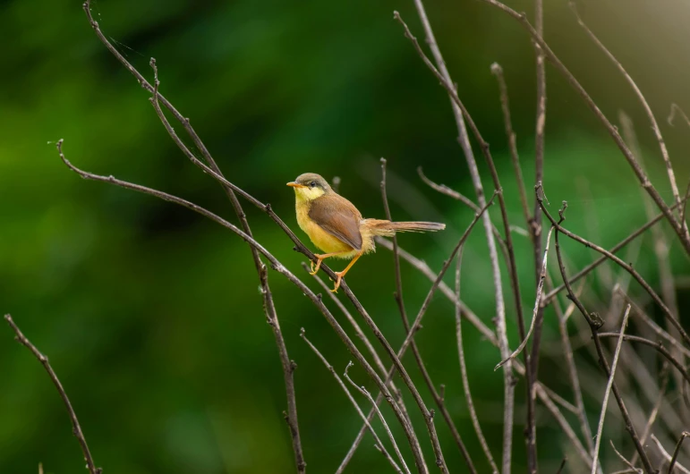 a bird standing on a twig with grass in the background