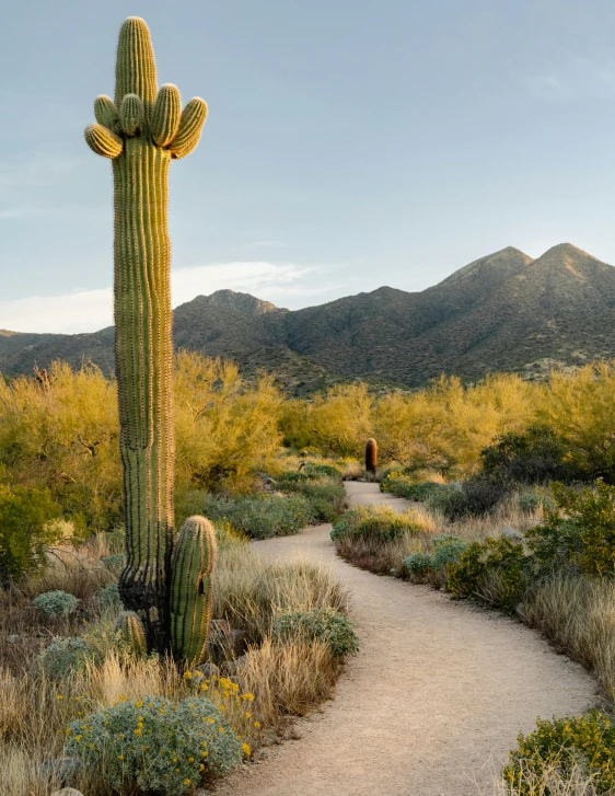 there is a tall saguado on the dirt path