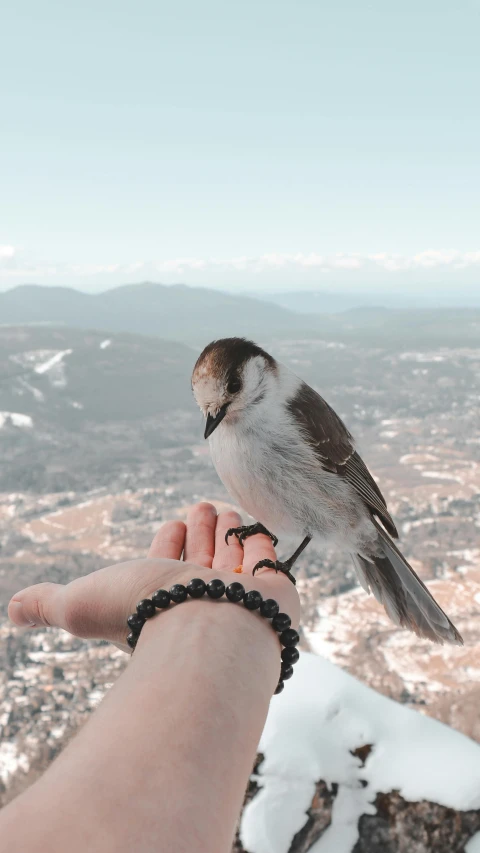 a small bird sitting on the hand of someone