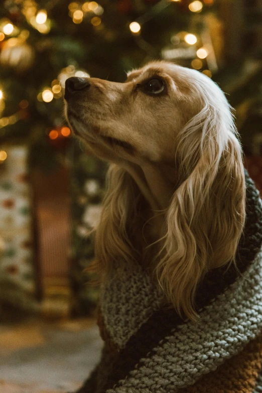 a dog wearing a sweater sitting in front of a christmas tree