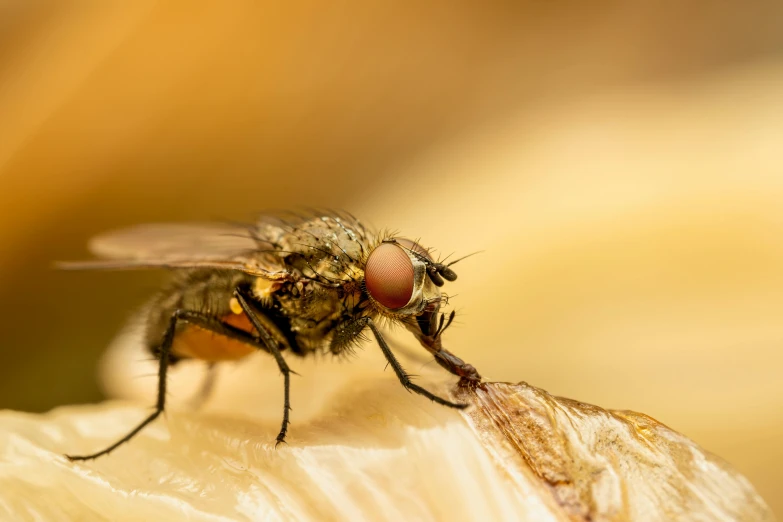 a close up of a fly with long legs on a piece of fruit