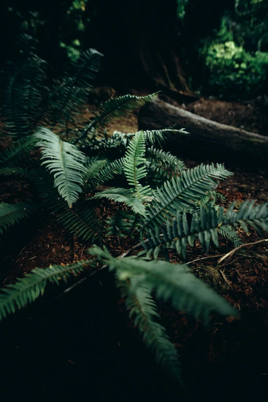 a picture of fern trees growing in the forest