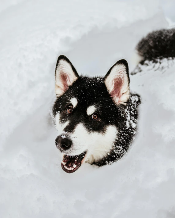 a dog that is looking up while sitting in the snow