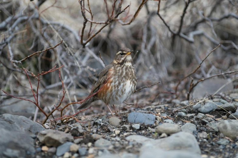 a small bird standing in the dirt near bushes