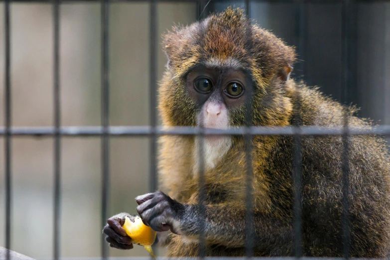 a monkey is eating an apple behind the bars of its cage