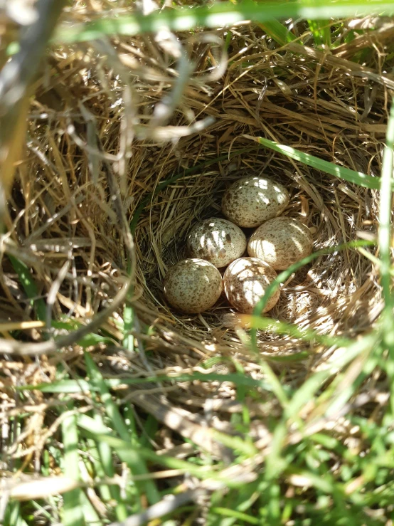 a nest full of eggs in the grass