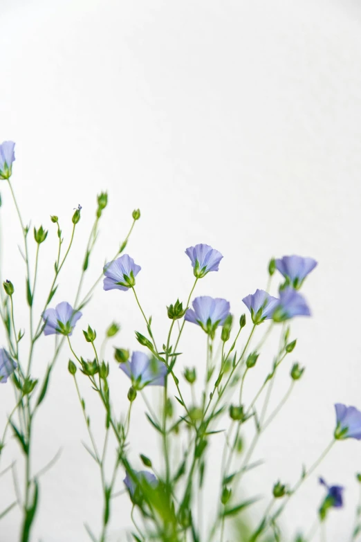 blue flowers and stems against white background