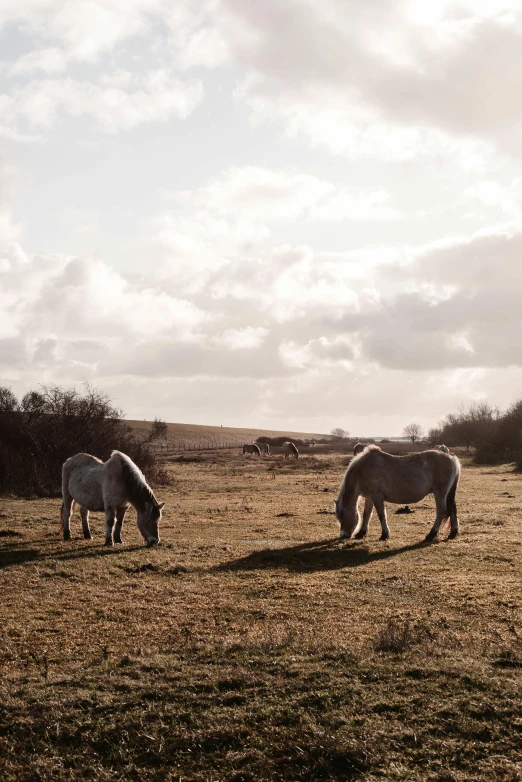 two white horses graze in a field under cloudy skies