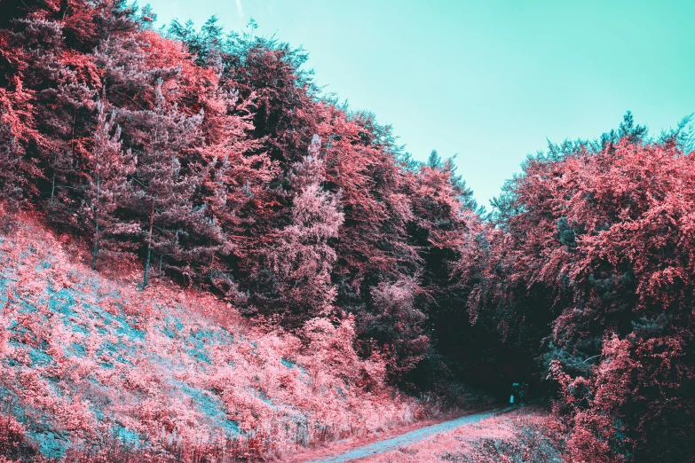 a person walking on a path through a forest