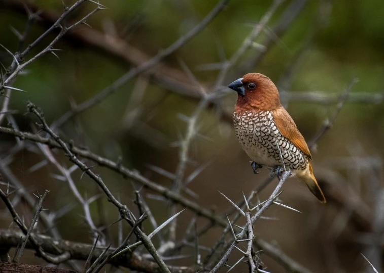 a small bird sits on the nches of a tree