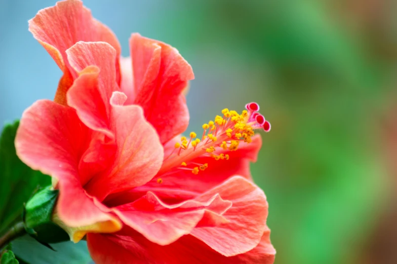 red flowers with green leaves and a red erfly