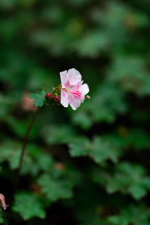 a pink flower in some green leaves