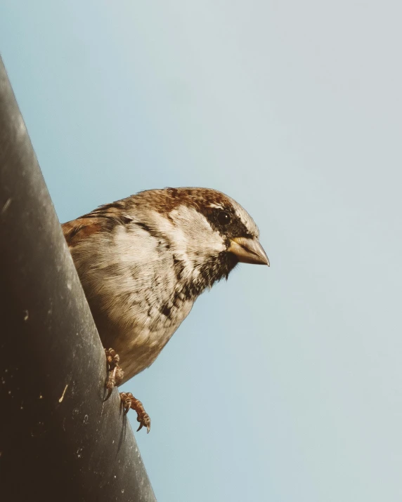 bird looking up at the sky while perched on a pole