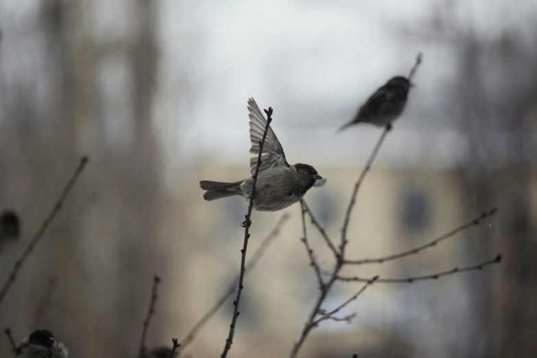 two small birds sitting on top of a tree