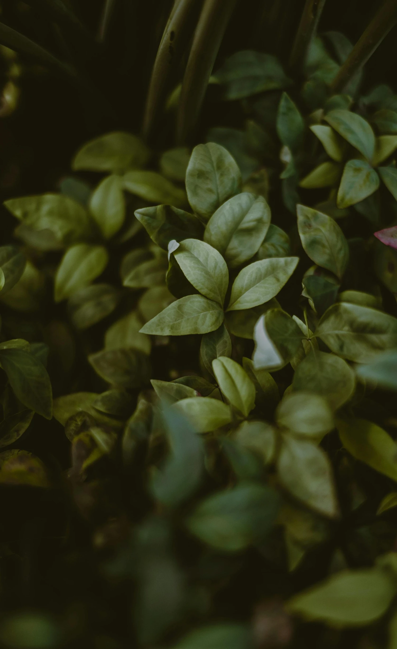 a close up of a green plant with leaves