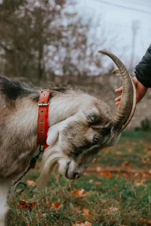 a goat with its mouth in the grass