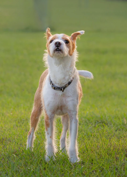 a small dog standing in the grass on a leash