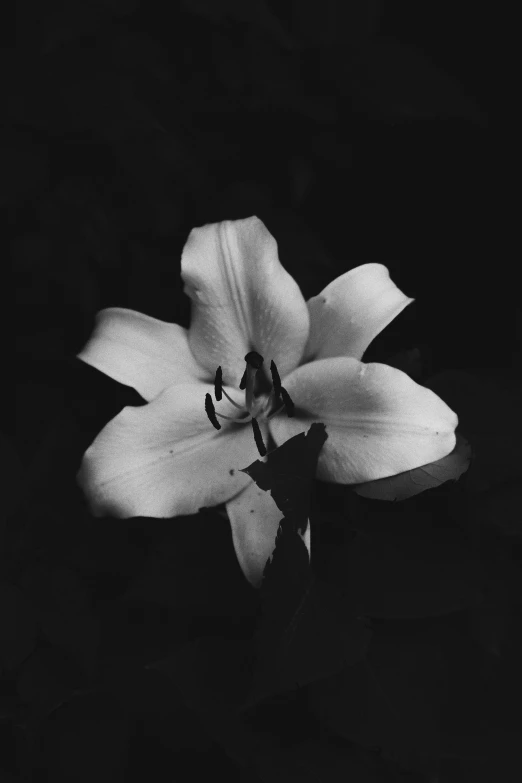 a white flower that is sitting on a dark surface