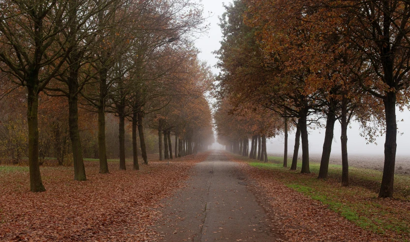 a road that has fallen leaves on it