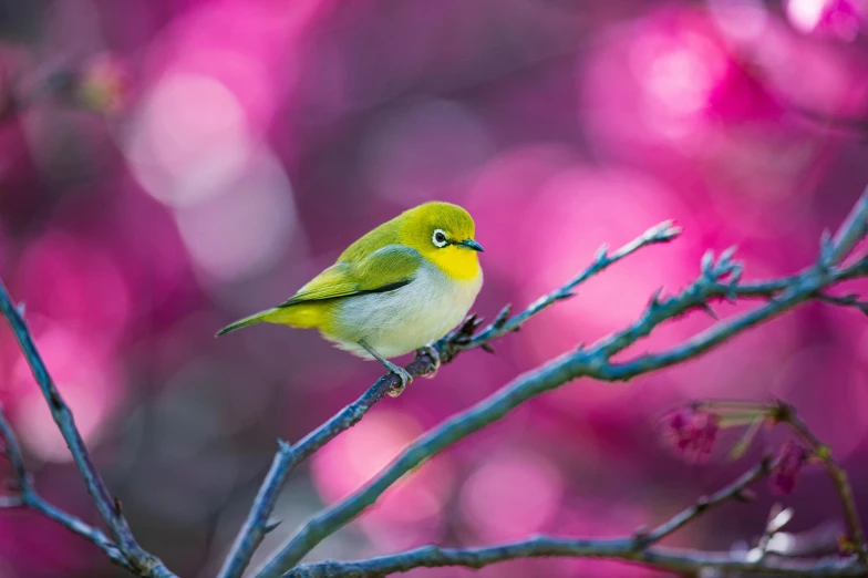 a bird is perched on top of a tree nch