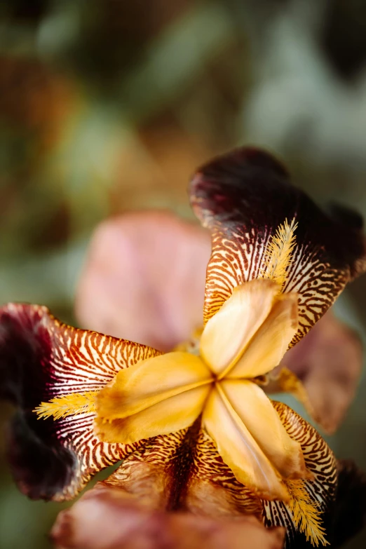 an orange and brown flower with long, thin leaves