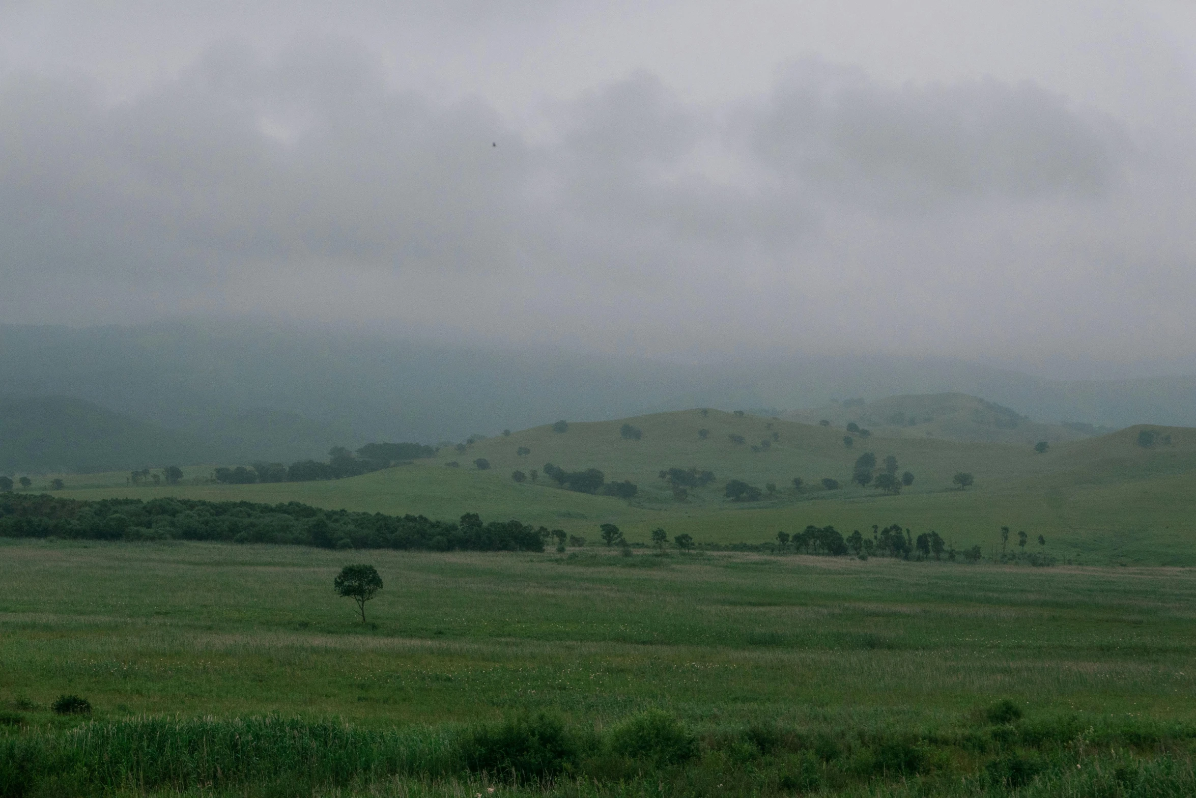 two horses grazing in an open field on a cloudy day