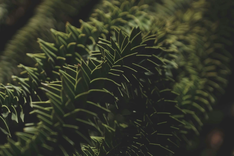 some green plants growing on the side of the street