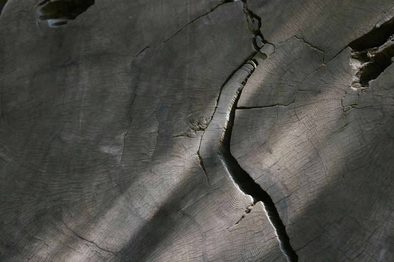 s in the surface of an old tree stump