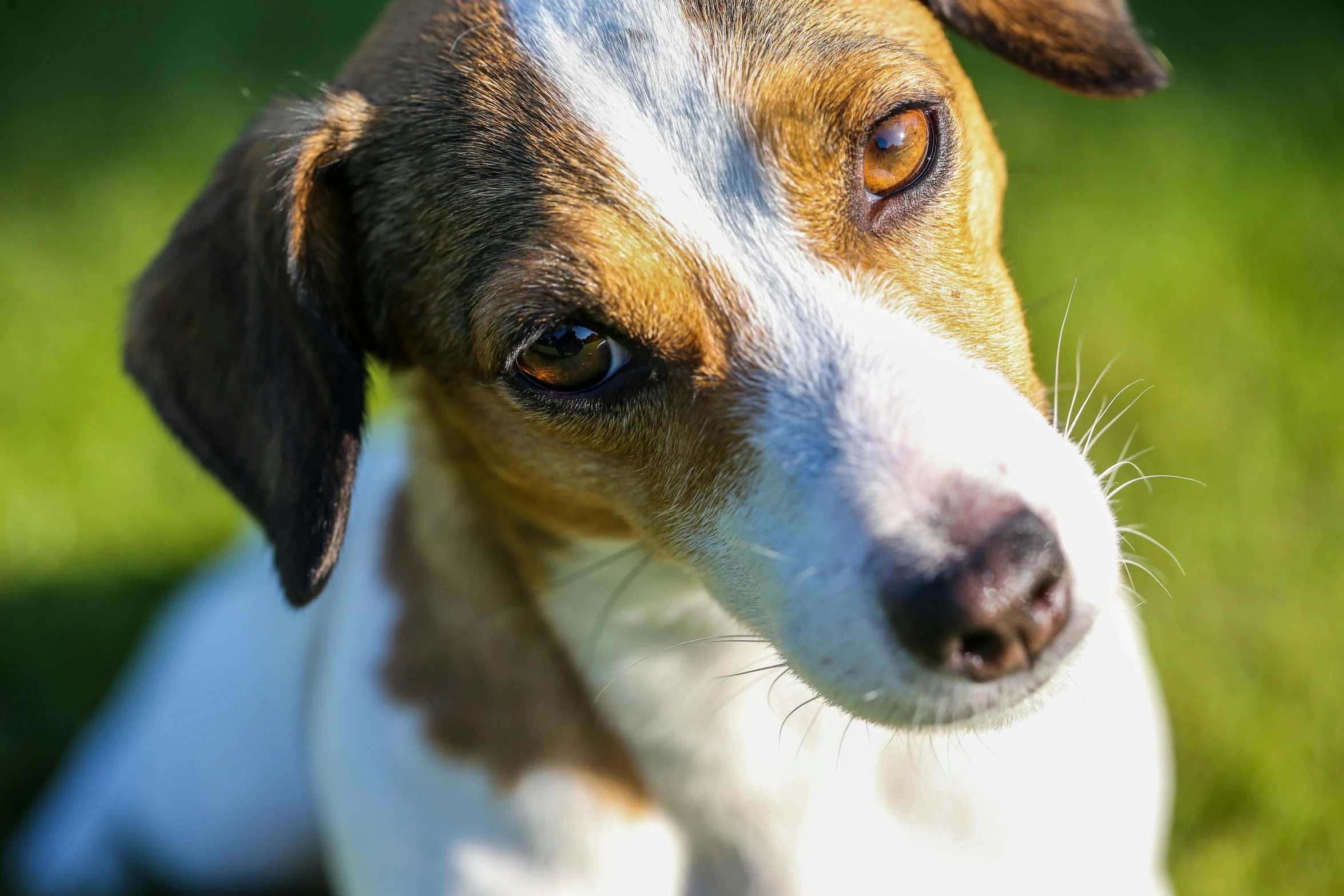 the dog is looking forward at the camera