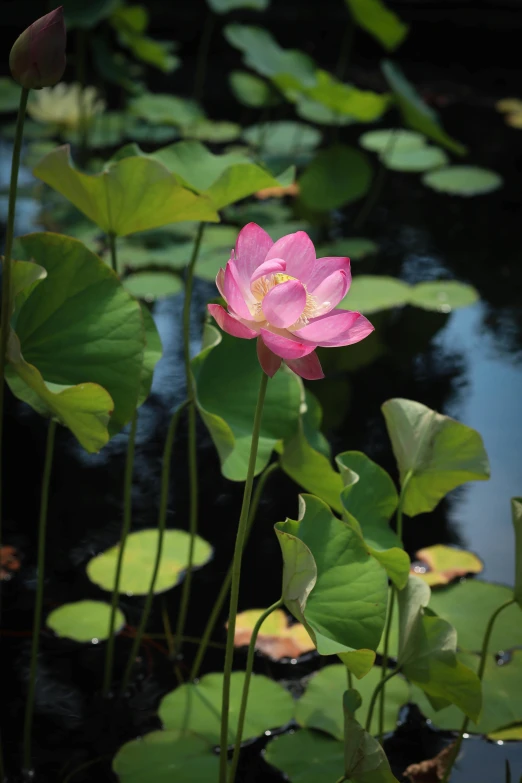 pink lotus flower on lily pads and water lilies