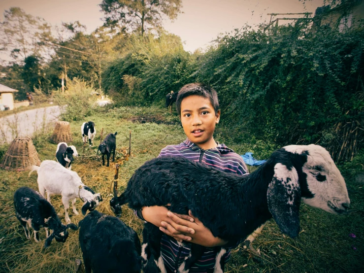 woman holding up a goat while other goats graze in the field