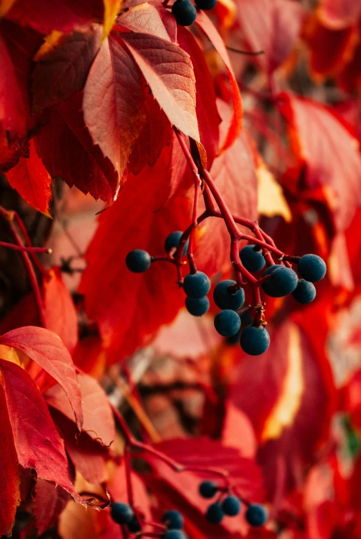 blue berries on the leaves of an autumn tree