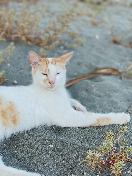 the cat lies down in the sand near flowers