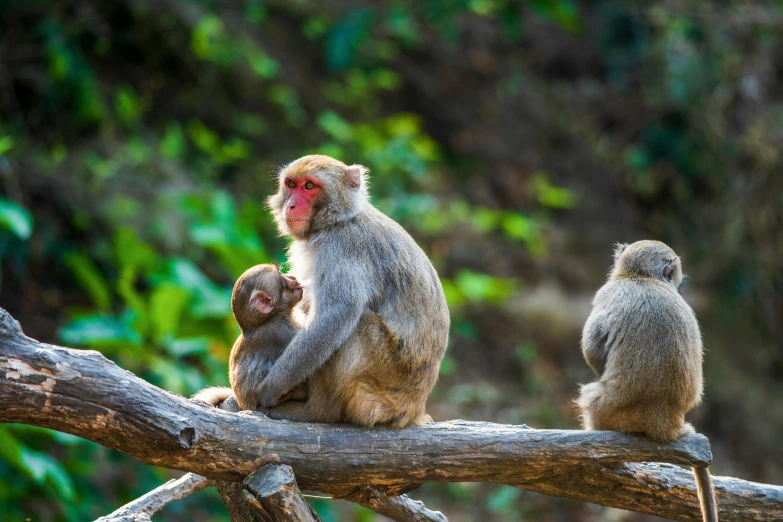 three monkeys sitting on top of a tree nch