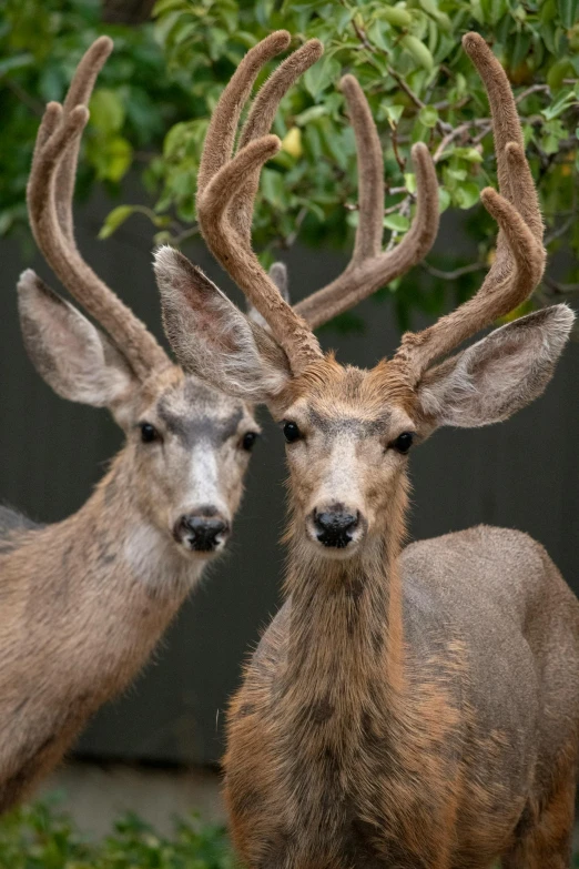two deer stand with their noses close together
