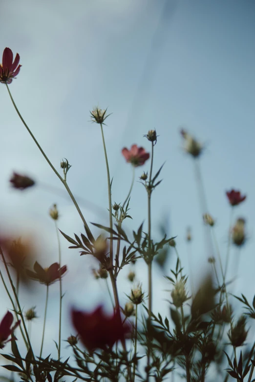 wildflowers blooming in the meadow on a clear day