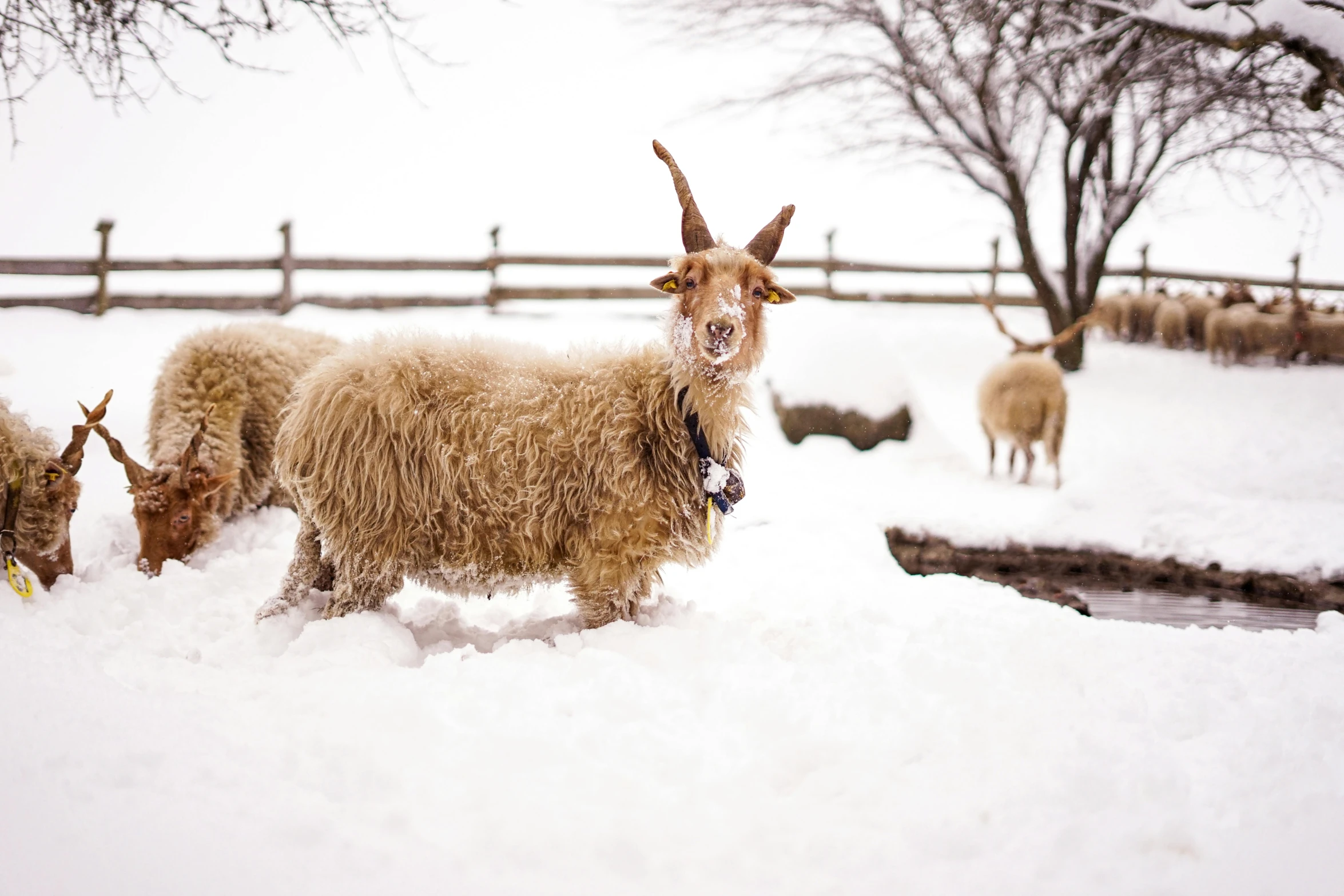 three brown horned goats in the snow
