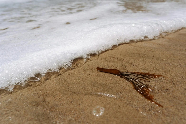 a bird that is flying into the water at the beach