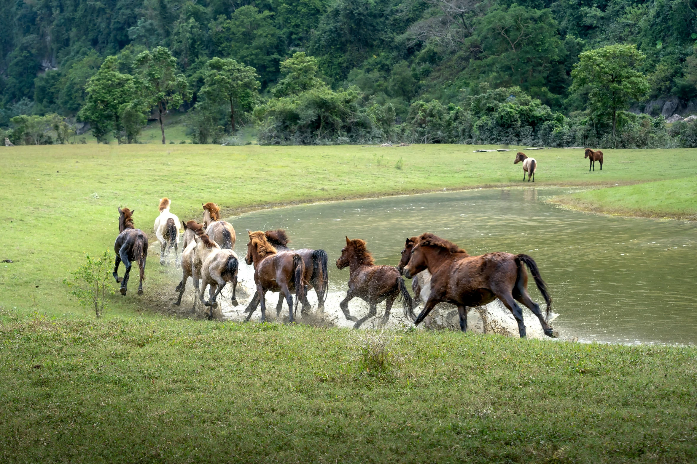 a herd of horses is crossing a small pond