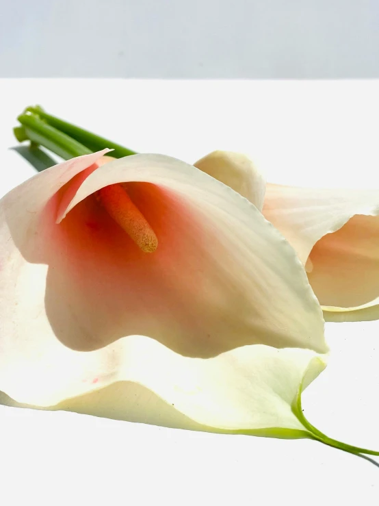 the large flower is on top of green stems