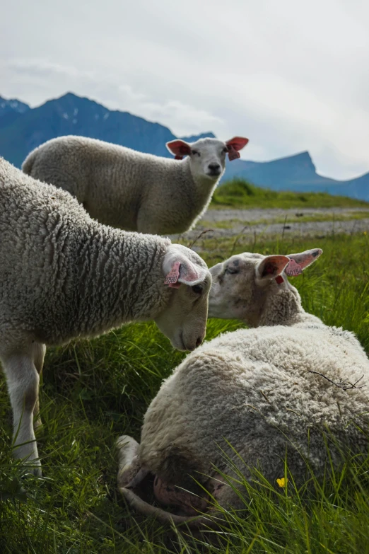 a sheep with another sheep laying down in the grass